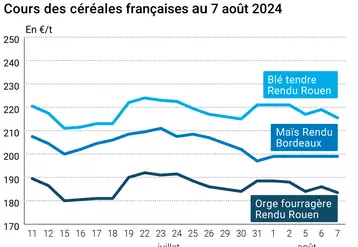 prix du blé tendre rendu Rouen, de l'orge fourragère rendu Rouen et du maïs rendu Bordeaux en juillet août 2024