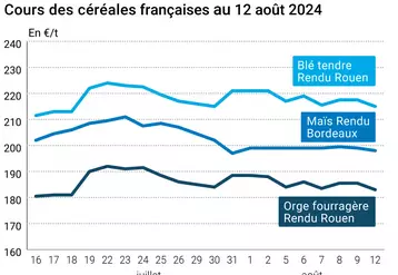 prix du blé tendre rendu Rouen, de l'orge fourragère rendu Rouen et du maïs rendu Bordeaux en juillet août 2024