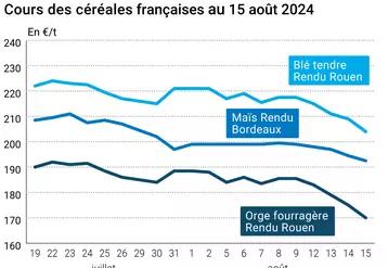 prix du blé tendre rendu Rouen, de l'orge fourragère rendu Rouen et du maïs rendu Bordeaux en juillet août 2024