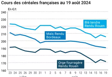 prix du blé tendre rendu Rouen, de l'orge fourragère rendu Rouen et du maïs rendu Bordeaux en juillet août 2024