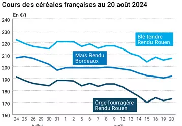 prix du blé tendre rendu Rouen, de l'orge fourragère rendu Rouen et du maïs rendu Bordeaux en juillet août 2024