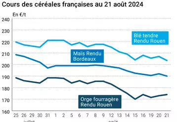 prix du blé tendre rendu Rouen, de l'orge fourragère rendu Rouen et du maïs rendu Bordeaux en juillet août 2024