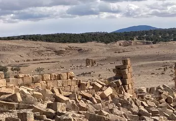 moutons au pâturage en tunisie, sécheresse, ruines romaines Haidra