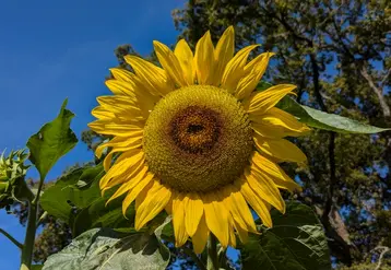 <em class="placeholder">Fleur de tournesol, photographiée dans le département de la Creuse, en août 2024.</em>