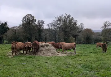 <em class="placeholder">Troupeau de vaches limousines dans un pré, en Creuse, novembre 2024.</em>