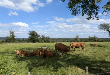 Troupeau de vache au champ, en Creuse, été 2024.