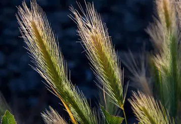 Des épis d'orges