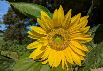 <em class="placeholder">Fleur de tournesol, en Creuse, Juillet 2024.</em>