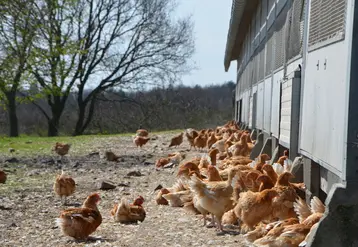 <em class="placeholder">aviculture. production de volailles fermières dans l&#039;Allier. élevage de volaille en plein air.</em>