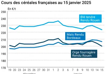 Graphique prix blé orge maïs France du 15 janvier 2025