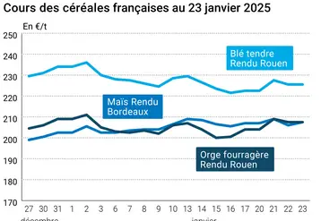 prix du blé tendre rendu Rouen, de l'orge fourragère rendu Rouen et du maïs rendu Bordeaux en juillet août 2024