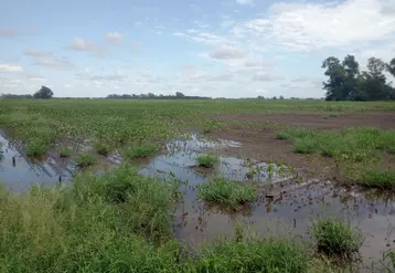 Excès d'eau dans un champ de soja en Argentine.