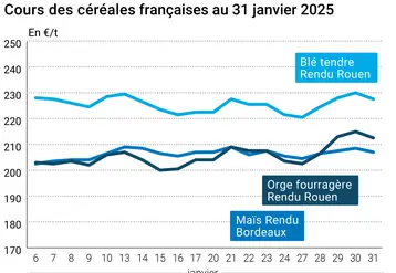 Graphique prix blé orge maïs France du 31 janvier 2025