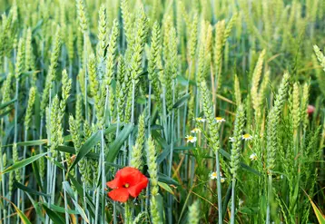 champ de blé avec coquelicot