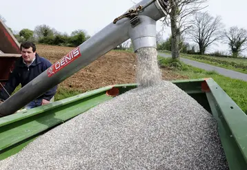 Chargement de la trémie d'un épandeur, épandage d'un engrais de fond avant les semis de tournesol