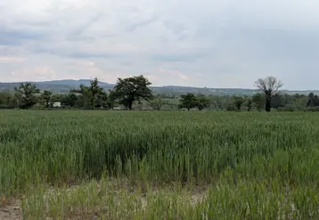Champ de blé, en Creuse, mai 2025.