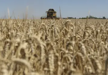 Moisson dans l'Indre près d'Issoudun le 7 juillet 2022. Récolte de blé tendre particulièrement précoce, avec du blé Cesario.