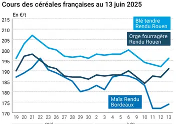 prix du blé tendre rendu Rouen, de l'orge fourragère rendu Rouen et du maïs rendu Bordeaux en juillet août 2024