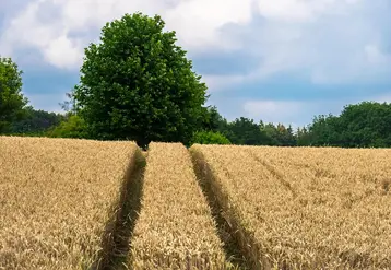 Champ de blé tendre.