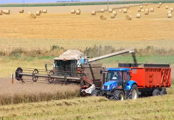 Une moissonneuse batteuse en action dans un champ de colza 2025