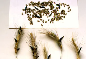 sclérotes d'ergot de seigle dans un épi