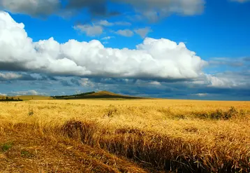 Champ de blé au Kazakhstan.