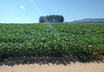 Champ de soja au Minas Gerais. Décembre 2024.