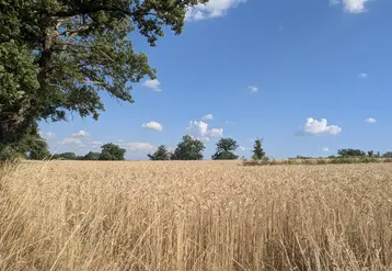 Champ de blé blond, en Creuse, en juillet 2025
