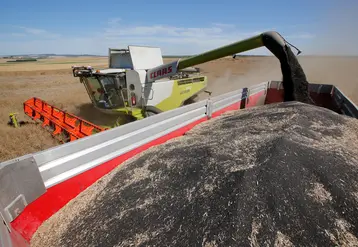 Moisson du Colza dans les plaines cerealieres de la Marne. Agriculteur moissonnant sa parcelle de Colza avec une moissonneuse bateuse Claas 740 Lexion.