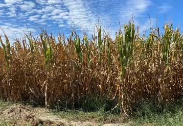Un champ de maïs qui souffre de la sécheresse