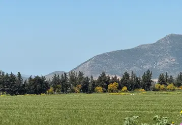 Champ de céréales aux environs de Mateur, Tunisie en avril 2025