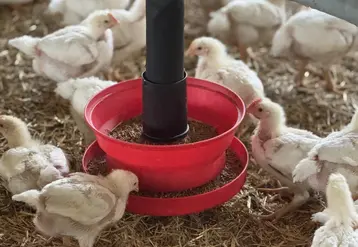 Poulets autour d'une mangeoire, plaine de granulés.