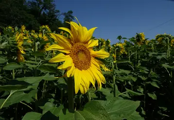 Tournesol en fleur dans un champ.