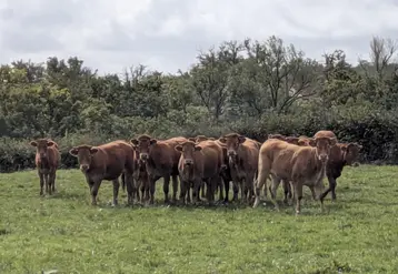 Troupeau de vaches de race limousine dans un pré, Creuse, octobre 2025.