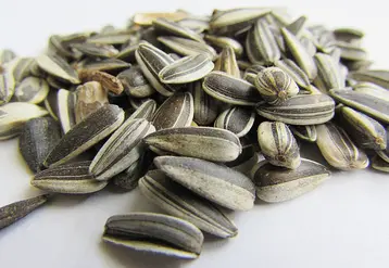 Photo montant quelques graines de tournesol