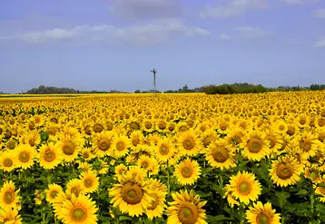 Champ de tournesol en fleur argentin.