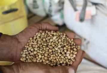 graines de soja au creux de mains