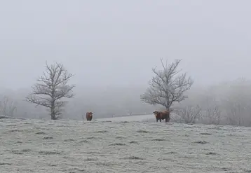 champs sous la gelée blanche avec deux vaches