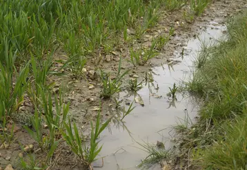 Champ de céréales inondé