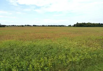 <em class="placeholder">Champ de soja sur le point d'être récolté, dans la province de Buenos Aires, en Argentine.</em>