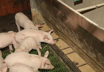 Porcs en stabulation et mangeoire