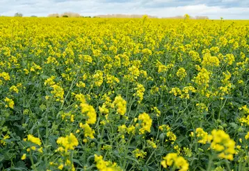 <em class="placeholder">Champ de colza en fleur. Avril 2024 dans le nord de l'Eure-et-Loir</em>