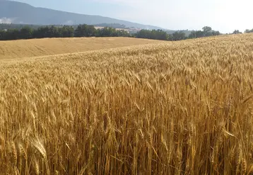 Blé bio dans le Vaucluse
