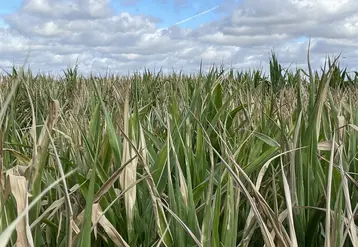 <em class="placeholder">maïs souffrant de la sécheresse et de la canicule en Vendée en juillet 2026</em>