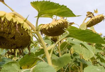 <em class="placeholder">septembre 2021, plaine de Versailles. Tournesol</em>