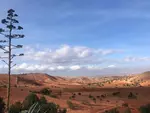 Paysage d'arganiers et d'oliviers et de terres labourées mais non semées au sud de Safi (Maroc) en janvier 2024