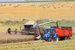 Une moissonneuse batteuse en action dans un champ de colza 2025