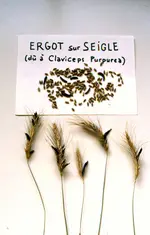 sclérotes d'ergot de seigle dans un épi