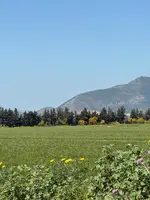 Champ de céréales aux environs de Mateur, Tunisie en avril 2025