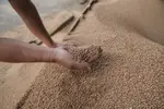 La main d'une personne avec une poignée de blé au dessus d'un tas de blé.
